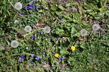 Wall Mural - Dandelion Puffs and Flowers in a Yard