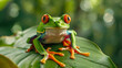 Red eyed tree frogs on leaf