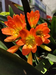 Wall Mural - orange flower in the garden, flor de color narajado en el jardin	