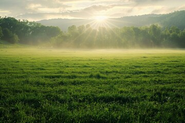 Wall Mural - A panoramic view of a lush green meadow bathed in the golden light of dawn, with a gentle mist rising from the ground