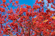 rowan tree with red berry sorb background