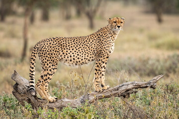 a cheetah watching for prey in tanzania serengeti national park, africa.