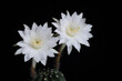 Echinopsis subdenudata cactus flower (Easter lily cactus)