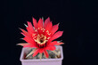 Blooming red flower of Lobivia cactus on black background