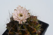 ymnocalycium cactus  flower on white background