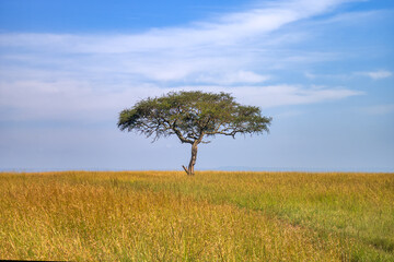 large acacia tree in open savanna plains of east africa