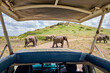 watching animals in wild inside a vehicle with an open roof. View of the African savannah from inside the safari car.