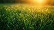 An endless meadow of lush green grass, AI Generative