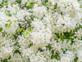 Wall Mural - White blossoming apple trees in the sunset light. Spring season, spring colors.