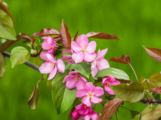 Wall Mural - Fresh pink flowers of a blossoming apple tree with blured background