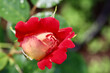 Beautiful red yellow rose with dew drops in the garden. Ideal background for greeting cards