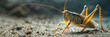 a Cricket beautiful animal photography like living creature