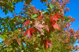 Fototapeta  - A view of the autumn change featuring red leaves.