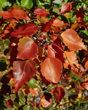 Fototapeta  - A view of the autumn change featuring red leaves.