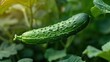 © Tina - commercial shot photography of flying cucumber
