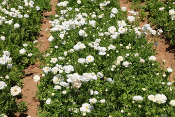 Poster - white ranunculus field