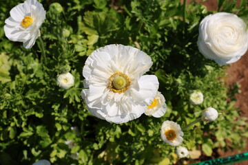 Sticker - white ranunculus 