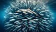 A dolphin navigating through a shimmering shoal of mackerel in the deep blue ocean.