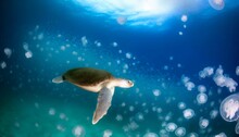 A Large Sea Turtle Gliding Gracefully Through A Swarm Of Tiny, Translucent Jellyfish.
