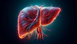 © FantasyLand86 - A detailed illustration of a human liver, highlighting its internal structure and blood supply in an artistic style.