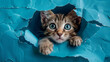 Kitten peeking through a vibrant blue torn paper, eyes wide with wonder, blending fantasy with realism