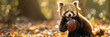 a Red panda playing with football beautiful animal photography like living creature