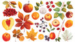 Autumn fruit on white background. Vector illustration