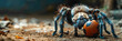 a Tarantula playing with football beautiful animal photography like living creature