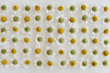 Fototapeta Tulipany - Chamomile daisy flower buds pattern on white background. Minimal summer flower composition