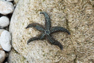 Wall Mural - Starfish on a stone at low tide over the ocean in France.