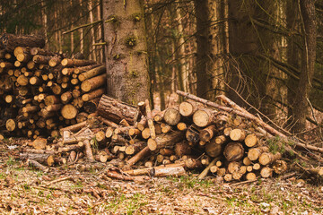 Wall Mural - Wooden logs stacked in a forest. Forest logs arranged