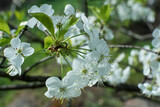 Fototapeta Kwiaty - białe kwiaty kwitnącej wiśni w ogrodzie w promieniach wiosennego słońca.