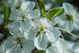 Fototapeta  - białe kwiaty kwitnącej wiśni w ogrodzie w promieniach wiosennego słońca.