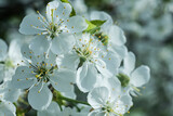 Fototapeta  - białe kwiaty kwitnącej wiśni w ogrodzie w promieniach wiosennego słońca.