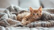 Cute ginger kitten lying on a cozy bed in the bedroom with a soft blanket. A cute animal wallpaper.