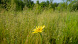Tragopogon orientalis flower on a background of meadow grass.