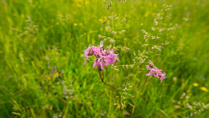 lychnis flos-cuculi flower on a background of meadow grass.