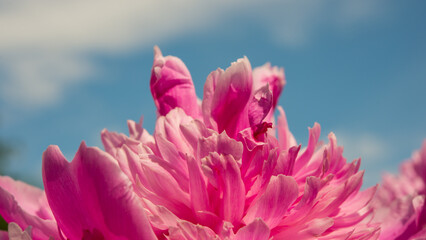 Wall Mural - Pink peony flower against a blue sky.