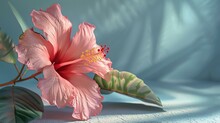 This Is A Beautiful Image Of A Pink Hibiscus Flower. The Flower Is Set Against A Blue Background, Which Makes It Stand Out.
