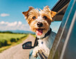 Head of happy lap dog look out of car window. happy curious terrier enjoying road trip on sunny day summer