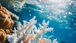 Vibrant coral reef under threat from global warming, facing bleaching and environmental stress