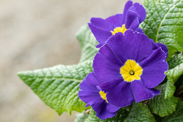 Wall Mural - blooming blue primrose with yellow center. space for your text.