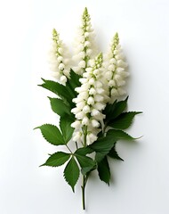 Wall Mural - Fresh white lupine flower isolated on white background