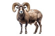 Majestic Ram With Large Horns Against White Background. On a White or Clear Surface PNG Transparent Background.