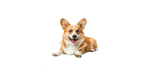 Wall Mural - 
Corgi dog sitting, happy face looking at the camera isolated on a white background