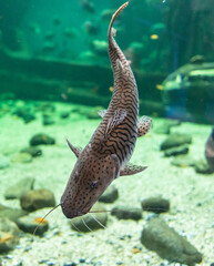 Wall Mural - Catfish fish swims in an aquarium