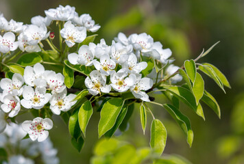 Sticker - Flowers on a pear tree in spring. Close-up