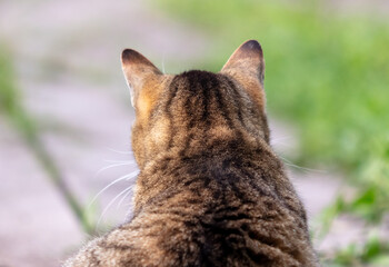 Wall Mural - Gray cat on a green meadow in spring, close-up