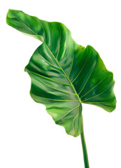 Wall Mural - Tropical leaves isolated on white background. Beautiful tropical exotic foliage