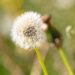 Wall Mural - Fluffy dandelions in nature in spring